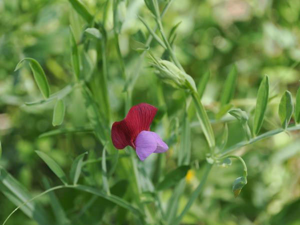 Lathyrus clymenum